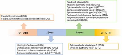 Therapeutic Development for CGG Repeat Expansion-Associated Neurodegeneration